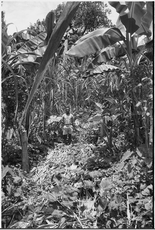 Gardening: man among banana trees and other plants