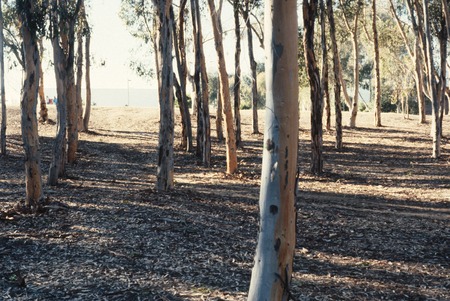 Trees: view of eucalyptus forest site for the talking tree and singing tree, before their installation; UCSD