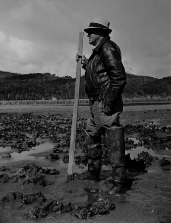 &quot;Oyster Jack,&quot; beds, Tomales Bay Oyster Co., California, 1950&#39;s. An &quot;Oyster Jack.&quot; He knew Jack London, a former oyster pi...