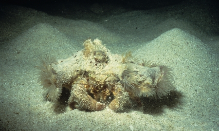 Crab with sea anemones living together