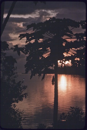 Lagoon at sunset, papaya tree silhouette, Kiriwina