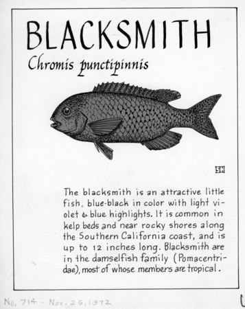 Blacksmith: Chromis punctipinnis (illustration from &quot;The Ocean World&quot;)