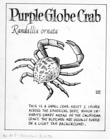 Purple globe crab: Randallia ornata (illustration from &quot;The Ocean World&quot;)