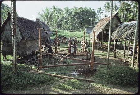 House-building: men construct frame, notched vertical posts, betel nut (areca) palm at left is taboo with coconut frond ti...