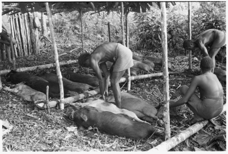 Tying out pigs for a mortuary feast.