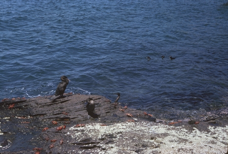 Cormorants (seabirds) and crabs in &quot;Tagus Cove&quot; directly east of Fernandina Island on the west coast of Isla Isabela durin...
