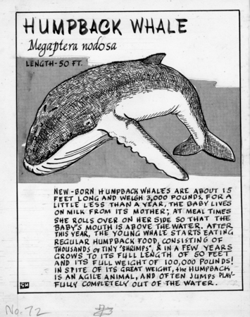 Humpback whale: Megaptera nodosa (illustration from &quot;The Ocean World&quot;)