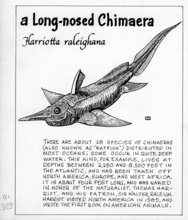 A long-nosed chimaera: Harriotta raleighana (illustration from &quot;The Ocean World&quot;)