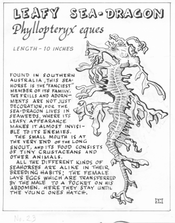 Leafy sea-dragon: Phyllopteryx eques (illustration from &quot;The Ocean World&quot;)