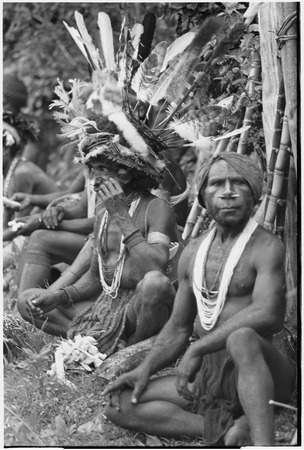 Pig festival, wig ritual, Tsembaga: man wearing large feather headdress rests beside dance ground, chewing betelnut