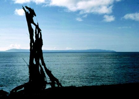 Driftwood with a view of Raga