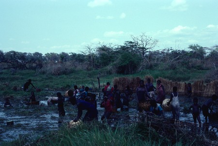 Women gathering fish is shallow, marshy section of the Choma River, at Kaputa village