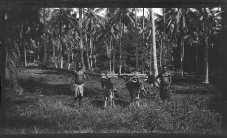 Ploughing under coconut palms in New Britain