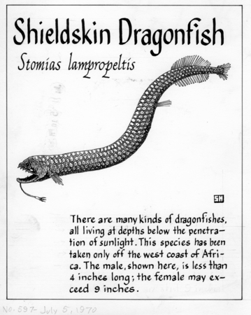 Shieldskin dragonfish: Stomias lampropeltis (illustration from &quot;The Ocean World&quot;)