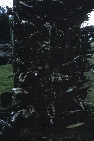 Bones and strings of shells displayed for ancestors during a ritual