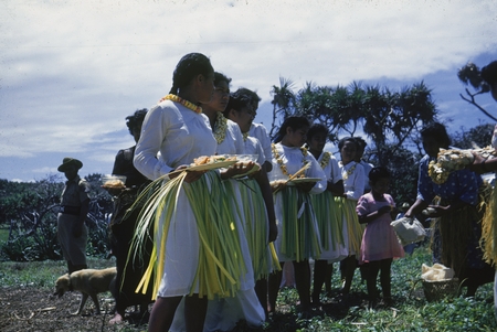 Natives preparing for a luau for the scientist of the Capricorn Expedition (1952-1953) on the island of Tongatabu in the K...