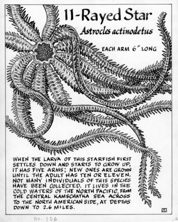 11-Rayed star: Astrocles actinodetus (illustration from &quot;The Ocean World&quot;)