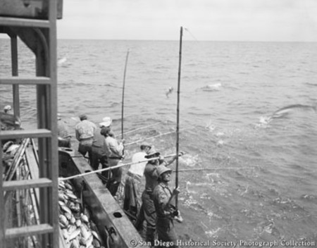 Tuna fishermen pole fishing from side of boat