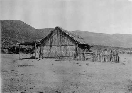 A house built of tule reeds in the Santo Tomás Valley