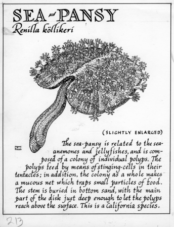 Sea-pansy: Renilla koellikeri (illustration from &quot;The Ocean World&quot;)