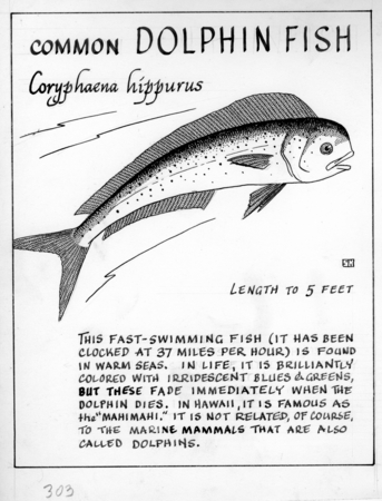 Common dolphinfish: Coryphaena hippurus (illustration from &quot;The Ocean World&quot;)