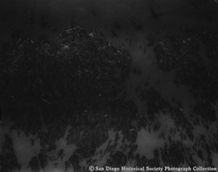 Aerial view of kelp beds in ocean