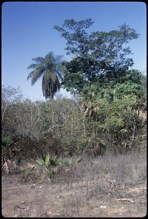 &quot;Coyul palm&quot; and chalate fig, near Rasamorada