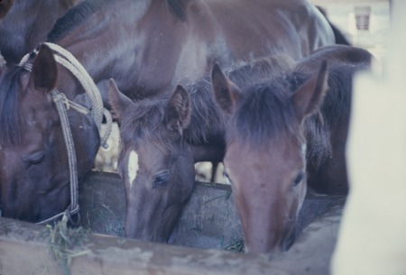 Feeding horses