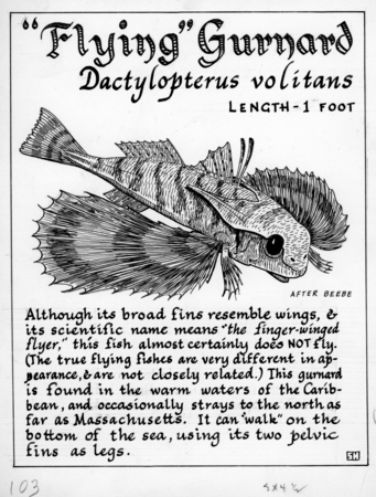 Flying gurnard: Dactylopterus volitans (illustration from &quot;The Ocean World&quot;)