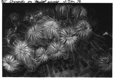 Antarctic comatulid crinoids Promachocrinus kerguelensis, perched on sponge. 80 feet depth. near McMurdo Station, Antarcti...