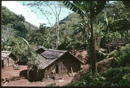 Kwaio hamlet, with men&#39;s house at the top end of the clearing.