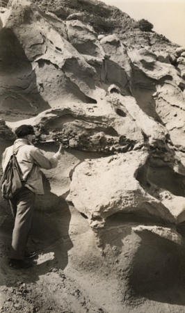 Richard Howell Fleming, back to camera, with rock hammer on cliff face. Gulf of California Expedition, 1939