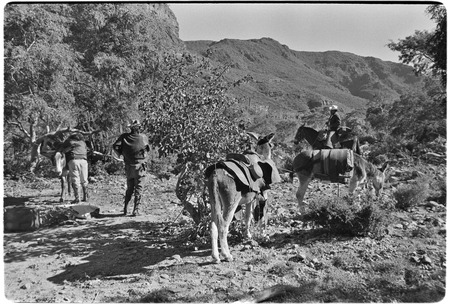 Adjusting packs and collecting fodder on trail up Arroyo del Parral as far as La Higuerilla