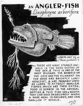 angler fish illustration