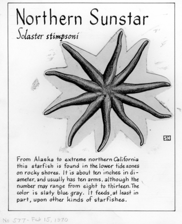 Northern sunstar: Solaster stimpsoni (illustration from &quot;The Ocean World&quot;)