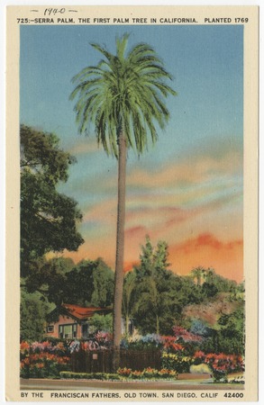 san diego palm trees