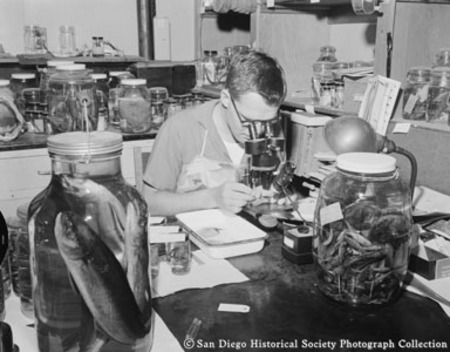 Dick Krejsa examining specimens of marine vertebrates from Gulf of California in Scripps Institution of Oceanography labor...