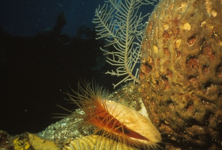 Scallop on coral reef