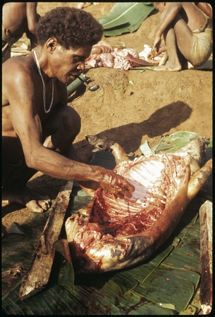 Saelasi, butchering a pig.