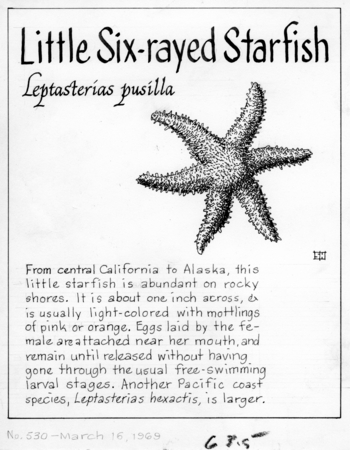 Little six-rayed starfish: Leptasterias pusilla (illustration from &quot;The Ocean World&quot;)
