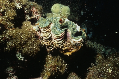 Tridacna clam
