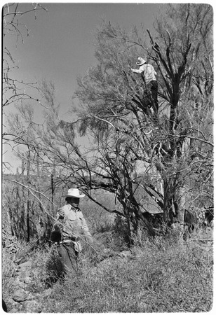 Cutting fodder on trail from Rancho San Estanislao to Rancho San Gabriel in the Sierra de Guadalupe