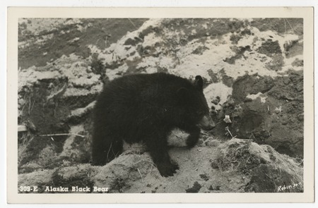 Black bear, Alaska