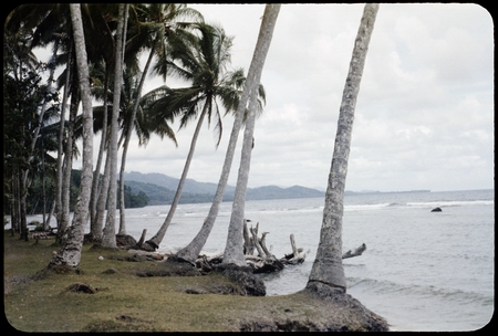 Coastline with coconut palms