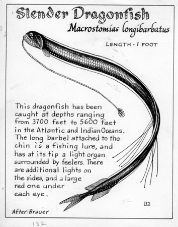 Slender dragonfish: Macrostomias longibarbatus (illustration from &quot;The Ocean World&quot;)
