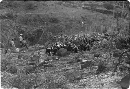 Goats leaving their pen at Rancho Las Jícamas