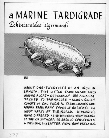 A marine tardigrade: Echiniscoides sigismundi (illustration from &quot;The Ocean World&quot;)