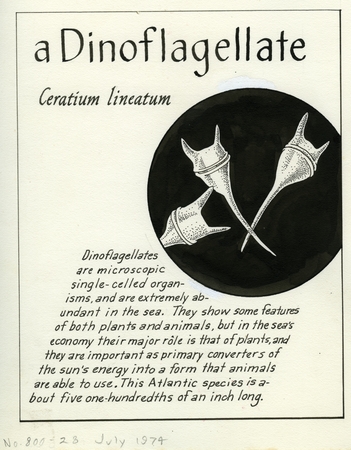 A dinoflagellate: Ceratium lineatum (illustration from &quot;The Ocean World&quot;)