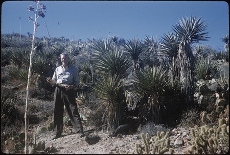 A.W. Anderson and Mojave Yucca (Yucca shidigera), on road to Arroyo Grande from south