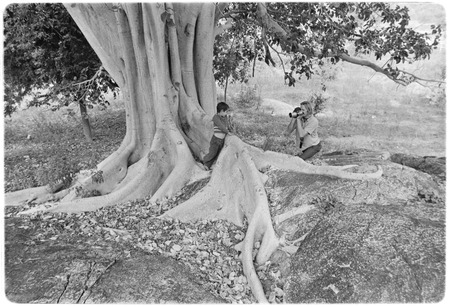 Zalate trees (Ficus palmeri) at Rancho San Bartolo in the Cape Sierra region